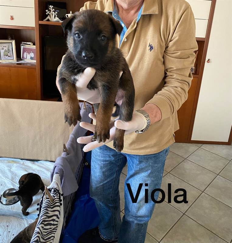 Colores raros del Pastor Belga Malinois: guía genética y variaciones