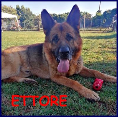 ETTORE pastore tedesco 9