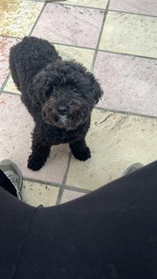 Maltipoo nero cerca fidanzatina