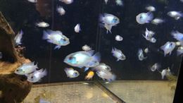 Aquidens pulcher eletric Blue detto anche Andinoacara blu