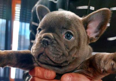 Femmina e maschio bulldogfrances