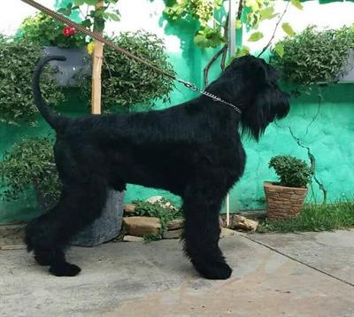 Schnauzer gigante cane in vendita
