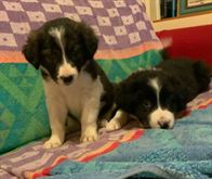 Cuccioli di boder collie