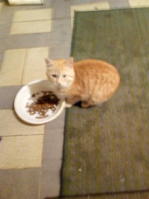 Gatti - circa 2 anni e mezzo Razza Europeo - Foto 4
