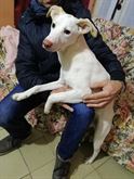 Cane cucciolo meticcio