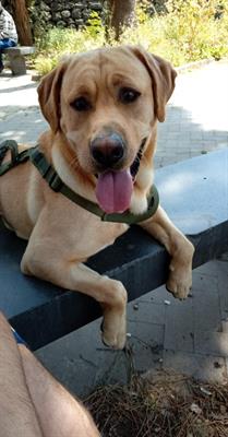 Accoppiamento Labrador Retriever Miele maschio