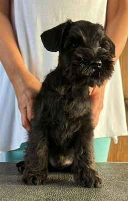 Cuccioli di schnauzer nano