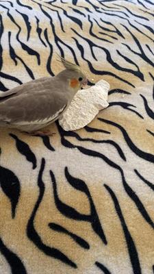 Cuccioli Calopsite - Foto 3
