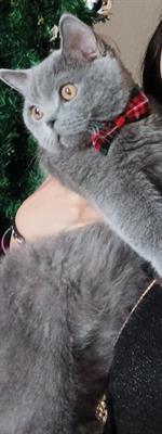 Accoppiamento british shorthair - Foto 5
