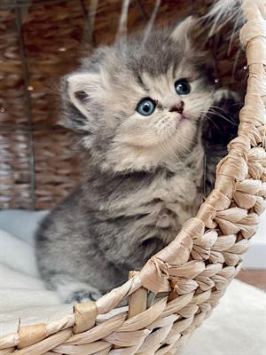 British longhair cuccioli