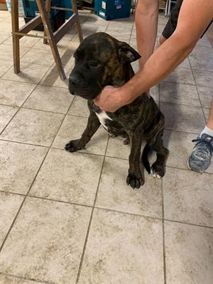 Cane corso - Foto 4