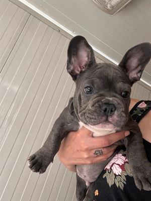 Bulldog francese