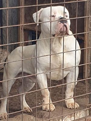 American Bully XL Allevamento Selezionato Estero