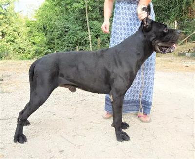 Cane corso Cuccioli da Allev Riconosciuto ENCI