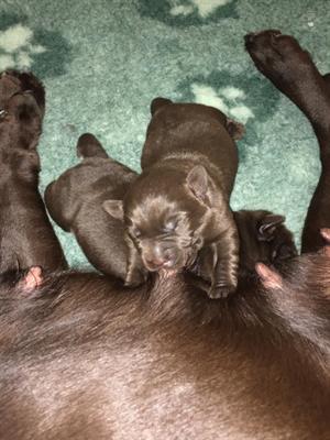 Labrador Retriever con pedigree ENCI - Anteprima 1