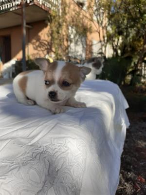 Cucciole chihuahua