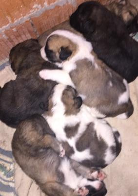 Cuccioli di san bernardo incrociati con cane lupo