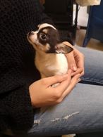 Cucciola Chihuahua