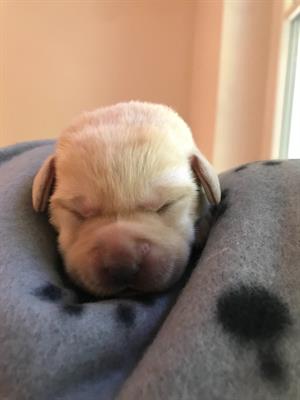 Cuccioli di labrador