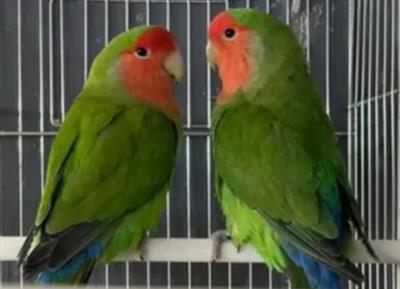 Inseparabili