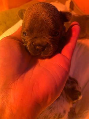 Bulldog francese esotico - Foto 3