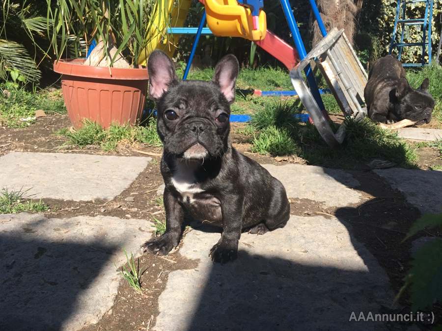 Splendida Razza bulldog francese nata in casa