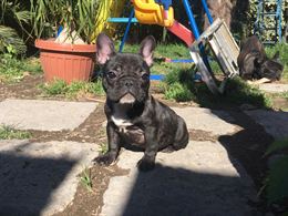 Splendida bulldog francese nata in casa