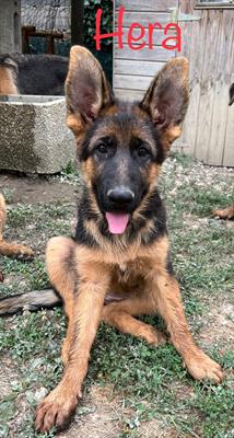 Cuccioli pastore tedesco - Foto 4