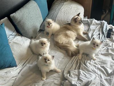 Cuccioli Ragdoll