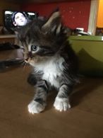 Foto 5 Cuccioli MaineCoon