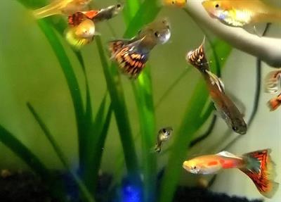 Guppy maschi e femmine