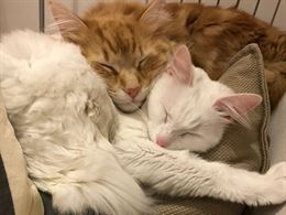 Cat e Dog sitter