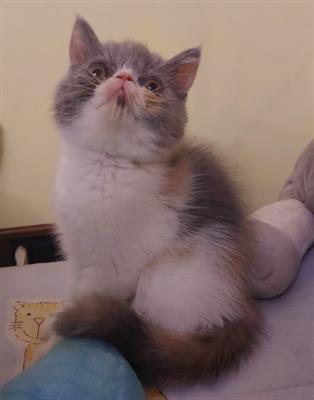 Exsotic shorthair