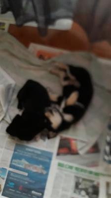 Cuccioli lupetti