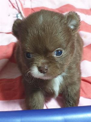 Cuccioli di chihuahua