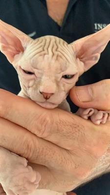Cucciolo di Canadian Sphynx - Anteprima 1