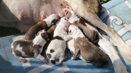 Foto 6 American bulldog