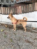 Chihuahua maschio x monte