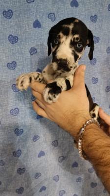Cuccioli di alano gigante