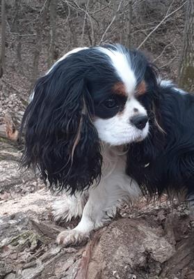 Accopiamento cavalier king - Foto 3