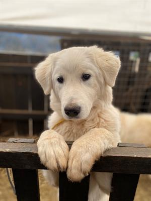 Cuccioli pastore maremmano abruzzese