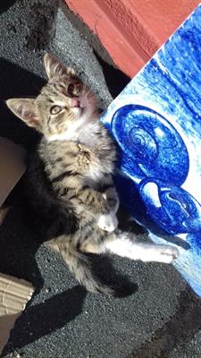 Regalo gattino