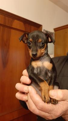 Cuccioli pinscher nano nero focato