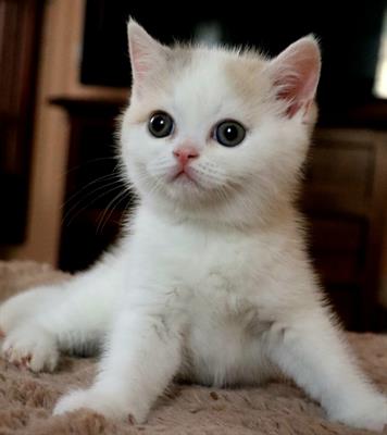British shorthair femminucia