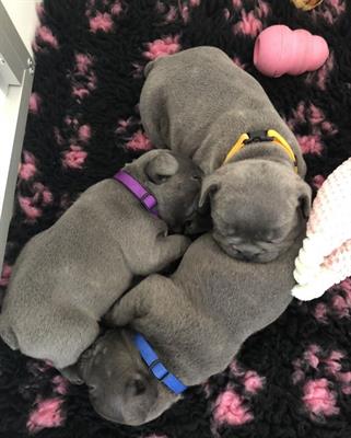 6 Cuccioli di Bouledogue Francese blue