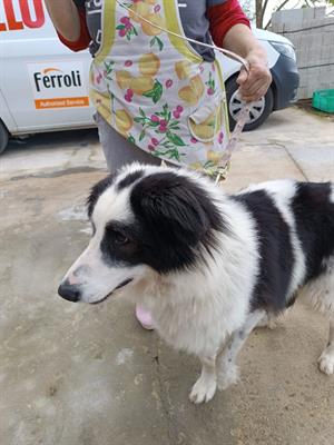 Nives giovane mix border collie maremmano