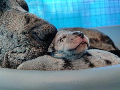 Cuccioli alano