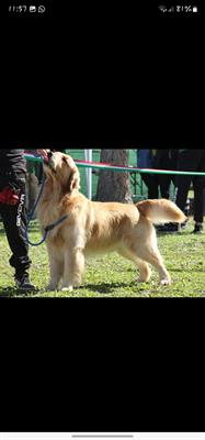 Golden Retriever Americano