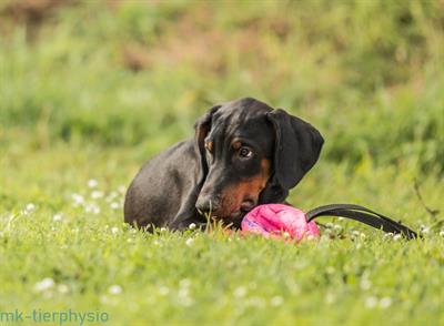 Cuccioli Razza Dobermann all. Altengarde - Foto 3