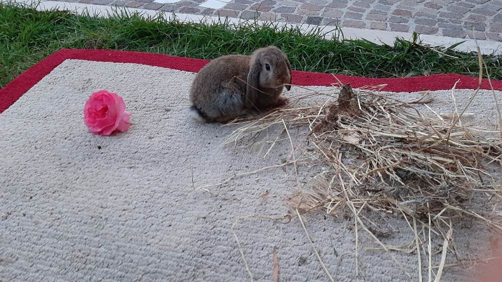 Foto 5 Coniglio ariete nano